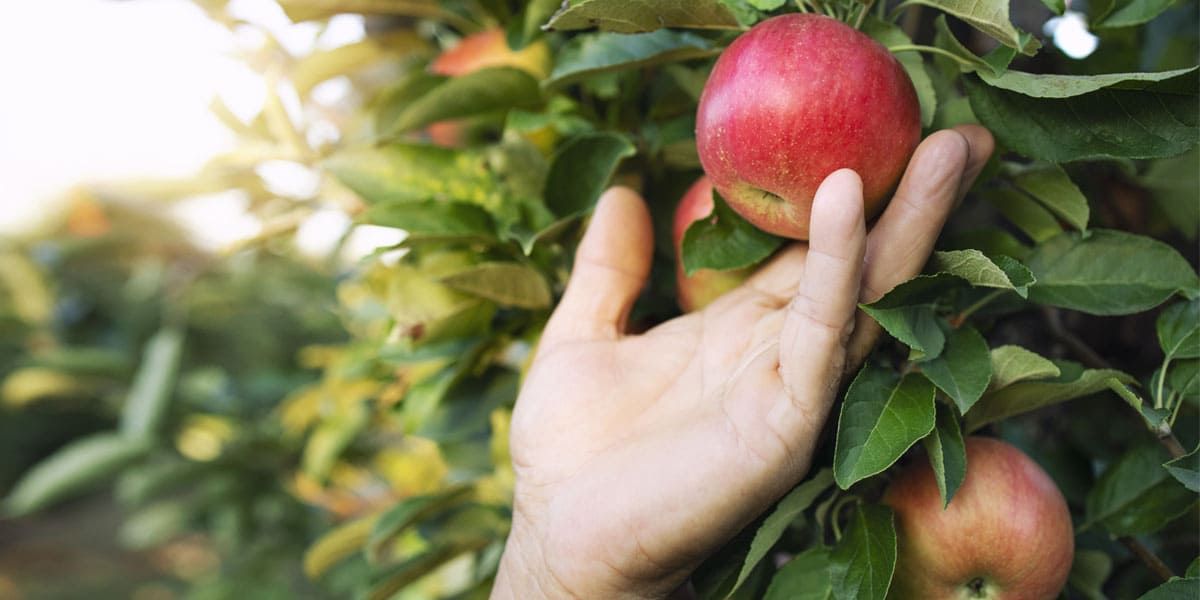 Árboles frutales autóctonos de Galicia