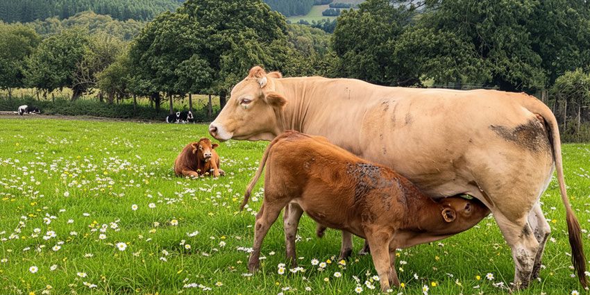 Auténtica vaca Rubia Gallega, raza bovina gallega reconocida por la calidad de su carne