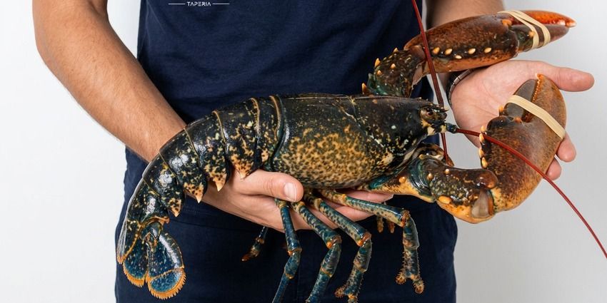 Bogavante en el Barrio de Salamanca