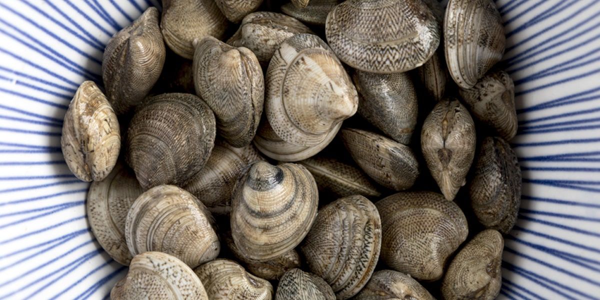 Tipos de almejas gallegas