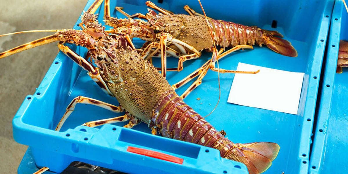 Contracción En necesidad de voz Langosta Gallega, un marisco cotizado - Restaurante La Flor de Galicia