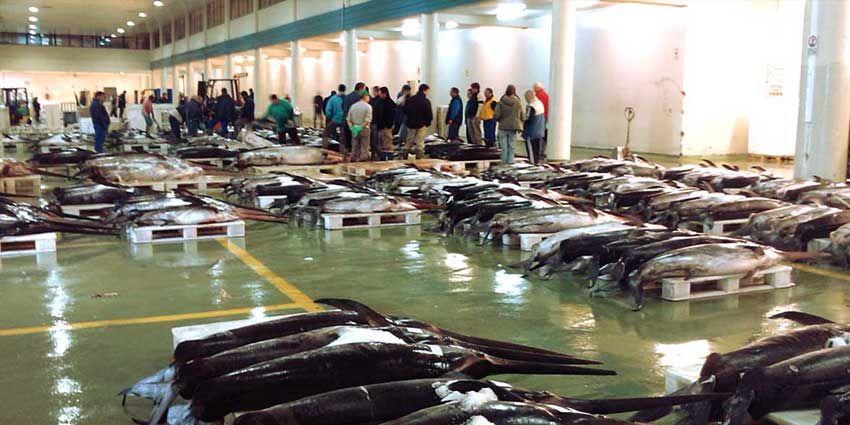 Pescado expuesto en el suelo de una lonja gallega antes de la subasta