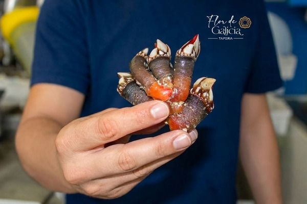 Percebes gallegos en Madrid