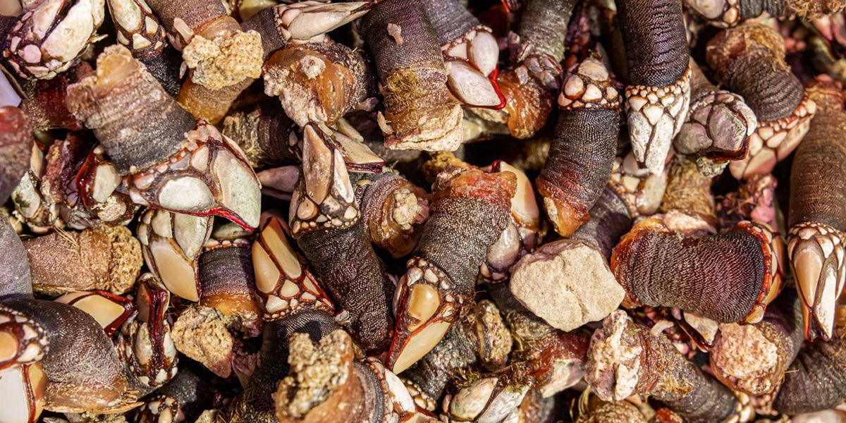 Qué tiempo de cocción necesitan los percebes