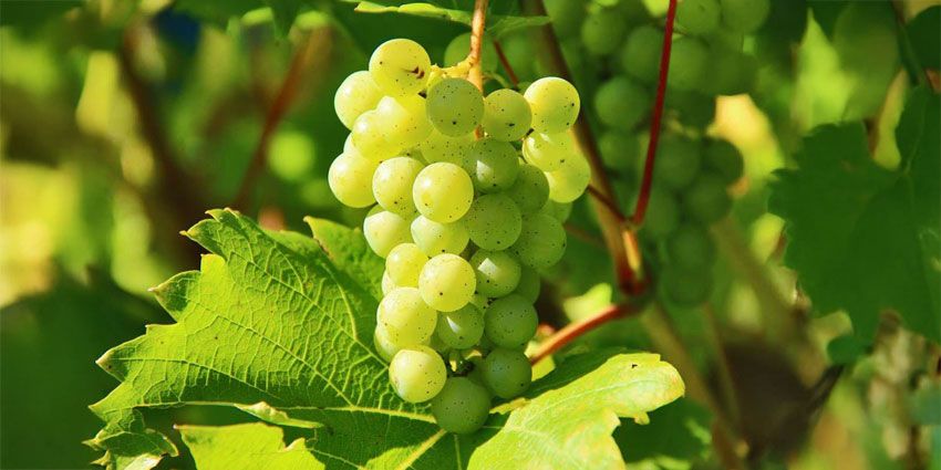 Viñedos y uvas Albariño en Galicia, origen del vino espumoso gallego