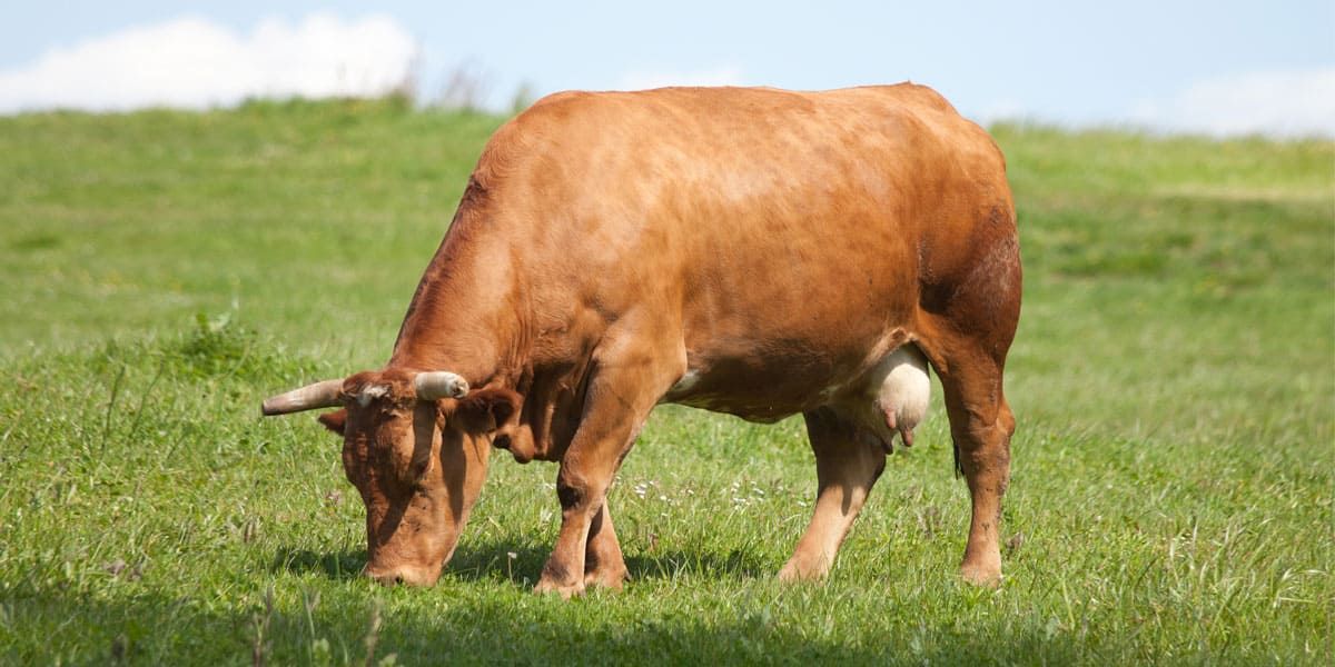 Vaca rubia gallega