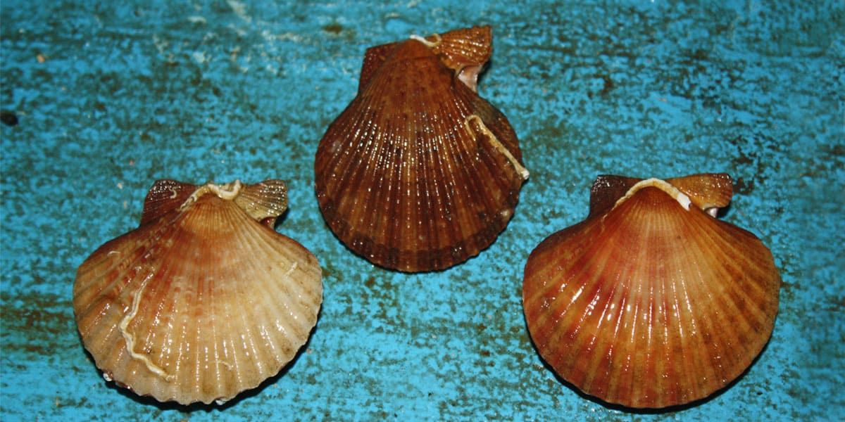 Volandeiras